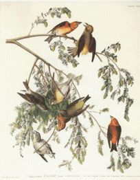 American Crossbill
