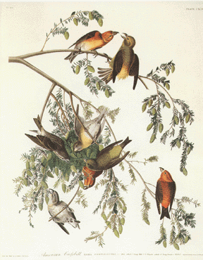 American Crossbill American Crossbill