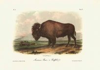 American Bison or Buffalo
