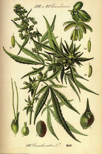 Cannabinaceae. Cannabis sativa L. Cannabinaceae. Cannabis sativa L.