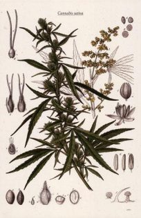 Cannabis Sativa