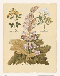 Besler - Acanthus