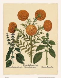 Besler - African Marigold