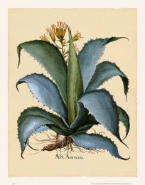 Besler - Agave