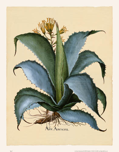 Besler - Agave Besler - Agave