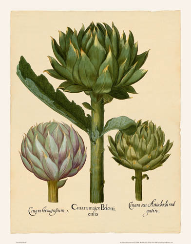 Besler - Artichoke