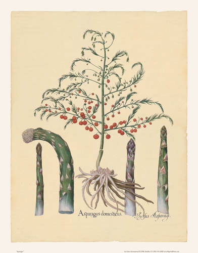Besler - Asparagus