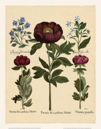 Besler - Borage - Peony