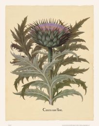 Besler - Cardoon