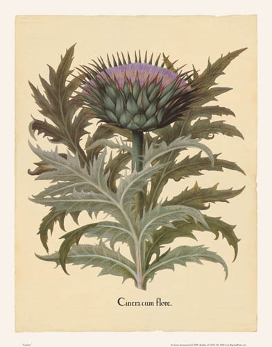 Besler - Cardoon