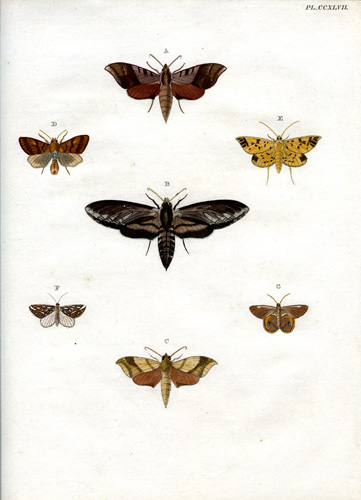 Cramer Plate #247 Cramer Plate #247