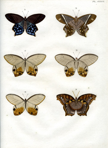 Cramer Plate #291 Cramer Plate #291