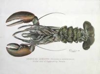 American Lobster