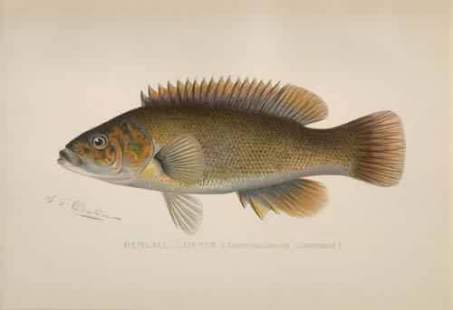 Bergall; Cunner (Tautogolabrus Adspersus)