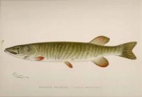 Banded Pickerel (Lucius Americanus)