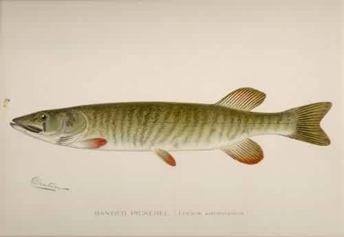 Banded Pickerel (Lucius Americanus)