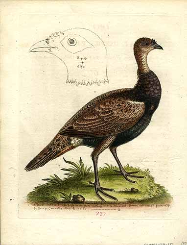 A bird supposed to be bred between a turkey and a pheasant