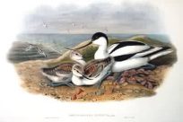 Vintage Antique Bird Prints