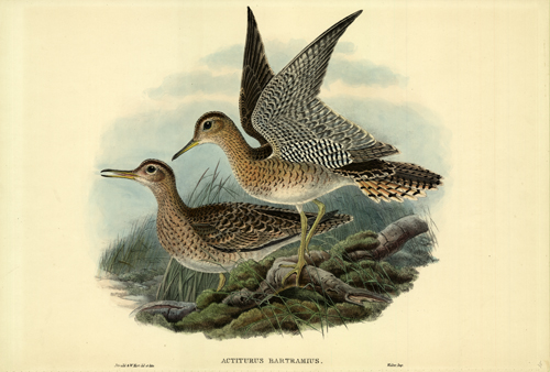 ACTITURUS BARTRAMIUS (BARTRAM'S SANDPIPER)
