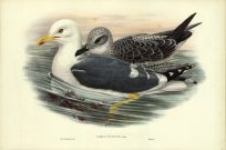Larus Fuscus