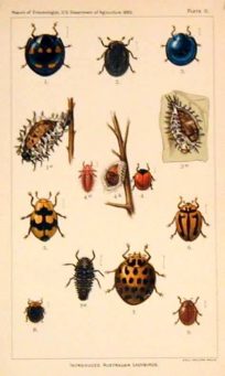 Insects