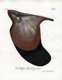 Ex Mufeo Houtthijniano