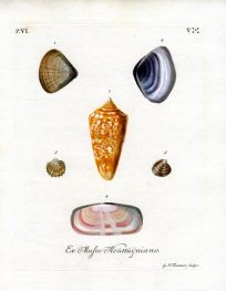 Ex Mufeo Houttuijniano