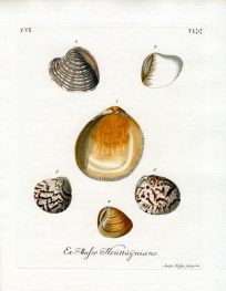 Ex Mufeo Houttuijniano