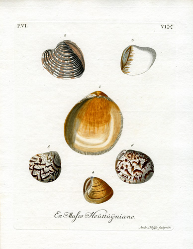 Ex Mufeo Houttuijniano Ex Mufeo Houttuijniano