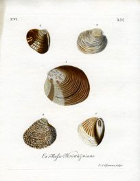 Ex Mufeo Houttuijniano