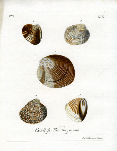 Ex Mufeo Houttuijniano