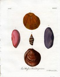 Ex Mufeo Houttuijniano