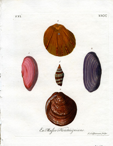 Ex Mufeo Houttuijniano