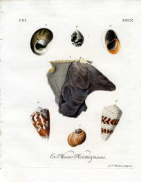 Ex Mufeo Houttuijniano