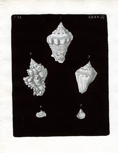 (Five Shells) (Five Shells)