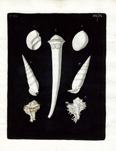 (Seven Shells) (Seven Shells)