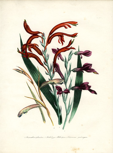 Antholyza - Anisanthus - Petamenes Antholyza - Anisanthus - Petamenes