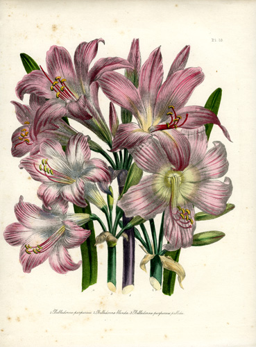 Amaryllis Belladonna (Belladonna Lily)