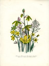 Albuca - Gagea - Orythyia