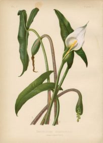 Arrow-Leaved Spoonflower