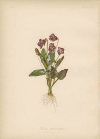 Arrow-Leaved Violet