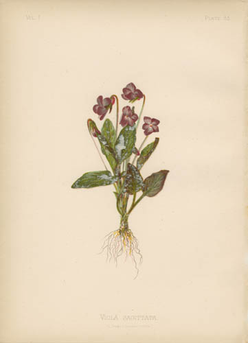 Arrow-Leaved Violet Arrow-Leaved Violet