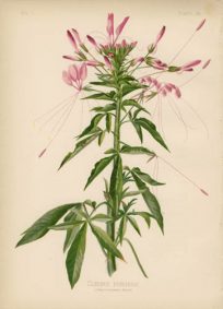 Vintage Antique Botanical Prints