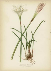 Atamasco Lily
