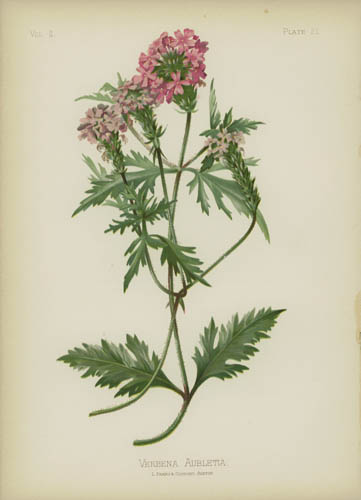 Aublet's Verbena