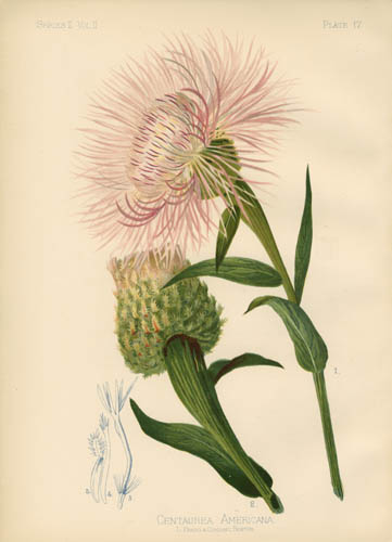 American Centaurea American Centaurea