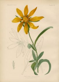 Arizonian Wyethia