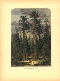 Vintage Antique Prints of American Life & Views