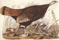 Wild Turkey (Female)