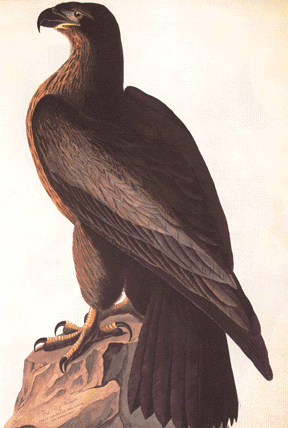 Bird of Washington Bird of Washington